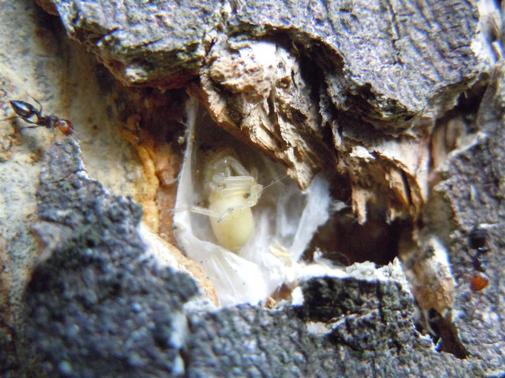 Cheiracanthium mildei - Lago d''Averno (NA)